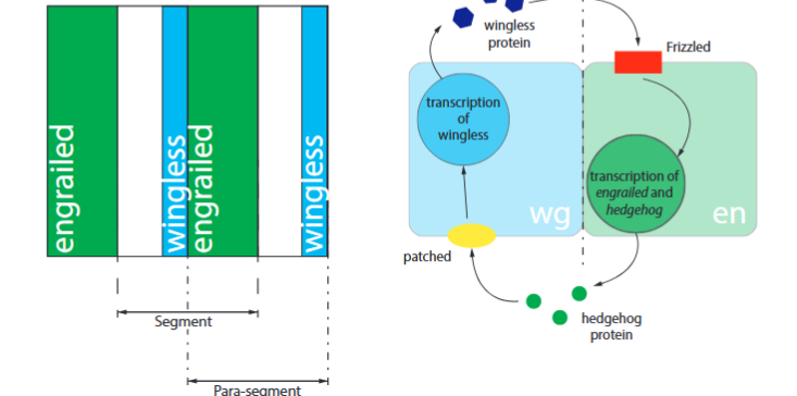 <p>The segment polarity genes. These are activated by the pair-rule genes such that each segment has the same expression pattern of segment polarity genes. The activation of these genes is driven by complex patterns of overlapping pair-rule gene expression. These genes express at the segment boundaries with a different gene on the other side, and form a feedback loop that maintains difference between the sigments.</p>