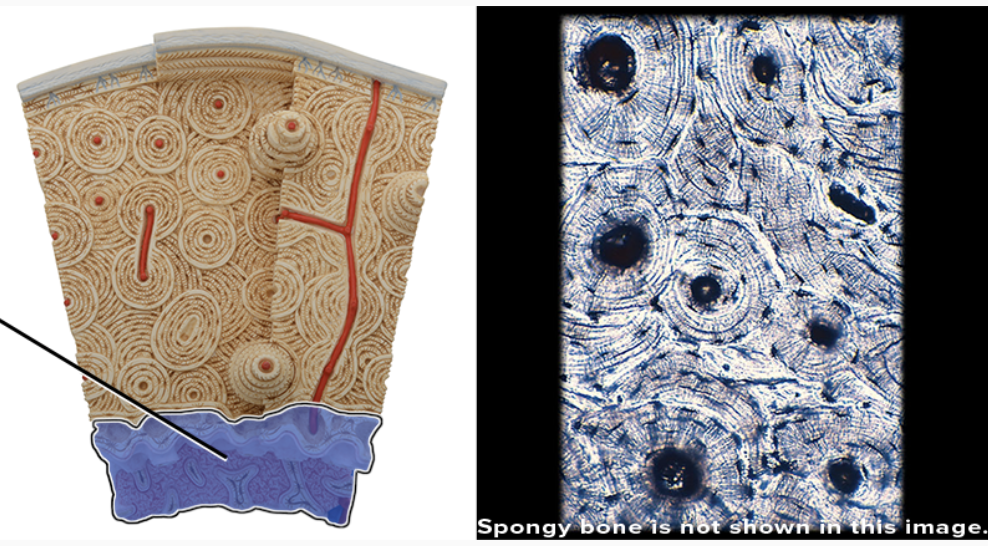 <p>Bone Cross Section - what structure is being highlighted? </p>