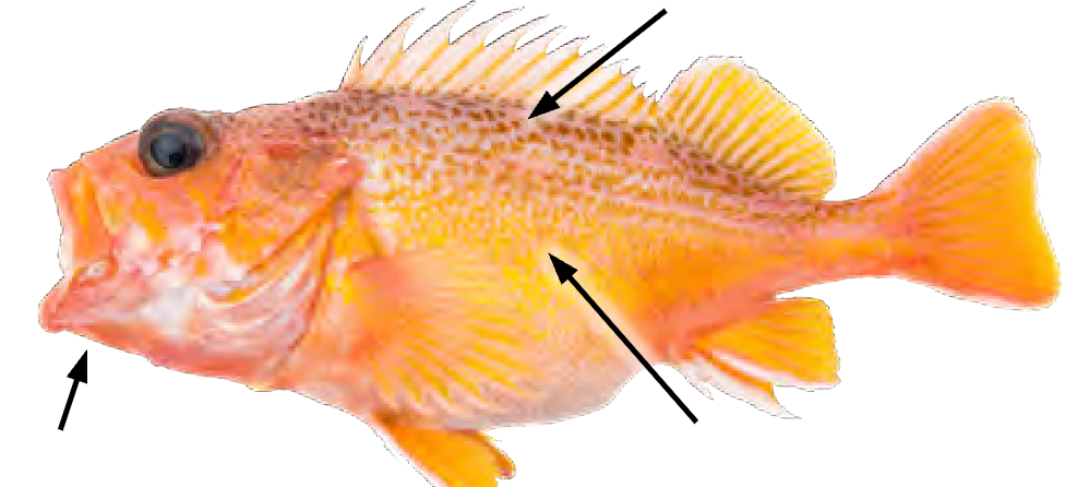 term image