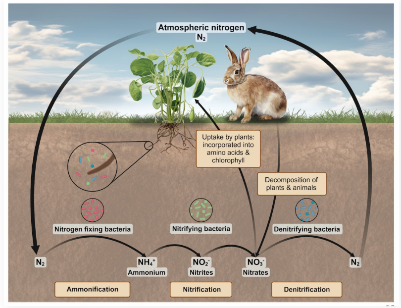 <p>1. Nitrogen-fixing bacteria in root nodules convert atmospheric nitrogen (N2) into ammonia (NH3) and ammonium (NH4+)</p><p></p><p>2. Nitrifying bacteria convert ammonia and ammonium into nitrites (NO2-), and then into nitrates (NO3-)</p><p></p><ol start="3"><li><p>Nitrates are taken up by plants (nitrogen assimilation) and incorporated into amino acids and chlorophyll</p><ol><li><p>Animals acquire nitrogen by eating plants (producers)</p></li></ol></li></ol><p></p><ol start="4"><li><p>Detritus of dead, decaying plants and animals provides soil with nitrogen</p></li></ol><p></p><ol start="5"><li><p>Denitrifying bacteria convert nitrates back into atmospheric nitrogen</p></li></ol><p></p>