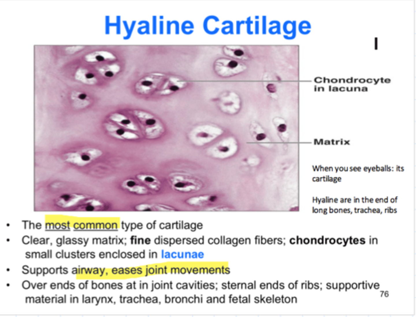<p>covered by fibrous perichondrium, except articular surfaces of synovial joints. abundant ECM and t2 collagen which forms fibrils that don't form into fibres. large amounts of HA hyaline is well hydrated. pliant and reliable under pressure. large ration of GAGs to collagen in ECM facilitates diffusion of subtances between chondrocytes and BV surrounding the cartilage.</p>