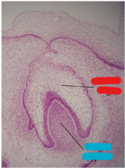 <p>Name the structure in red</p><p>Center cells are called stellate reticulum</p>
