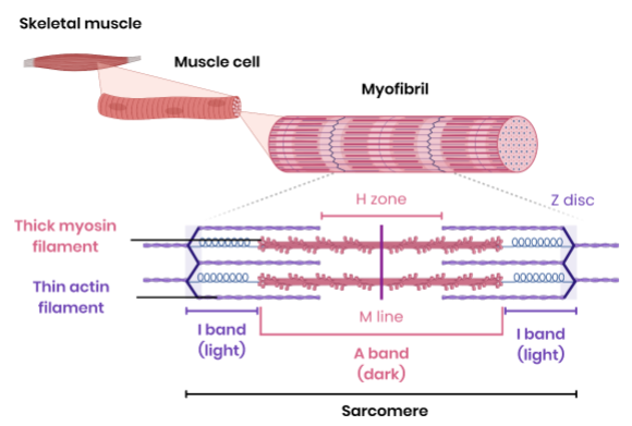 <ul><li><p>made of two types of long protein filaments arranged in parallel</p></li></ul><p>→ myosin - thick filament </p><p>→ actin - thin filament </p><ul><li><p>arranged in functional units called sarcomeres </p></li></ul><p>→ ends - Z-line / disc </p><p>→ middle - M -line</p><p>→ H zone - contains only myosin </p><p></p>
