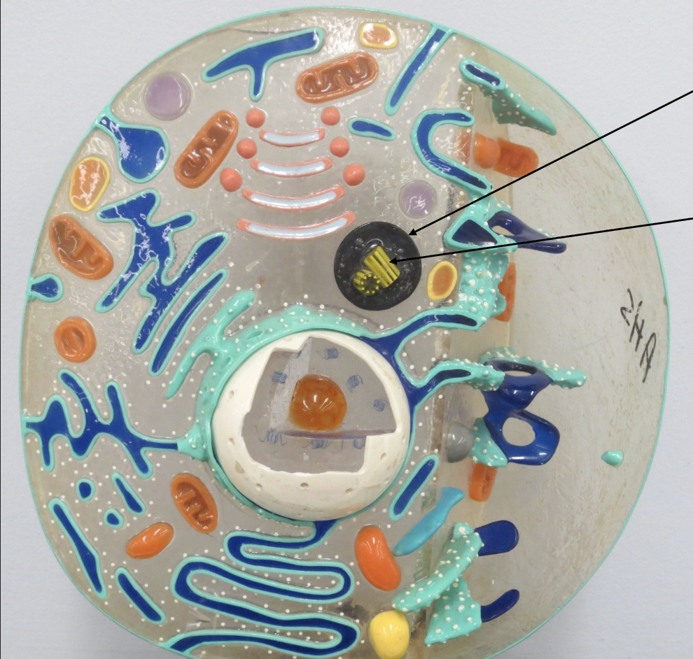 <p>What Organelle is this ?</p>