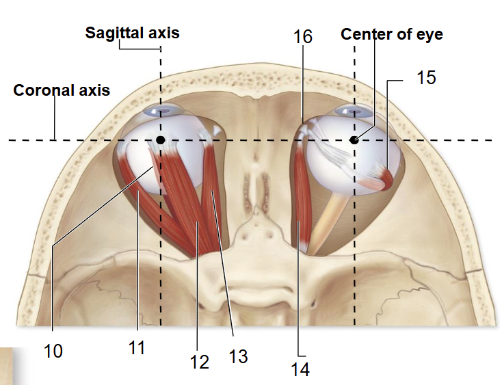 <p>13</p>