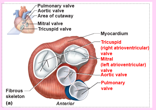 <p>to ensure unidirectional blood flow through the heart</p>