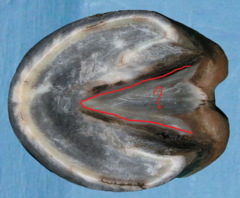 <p>What is this part of the equine hoof?</p>