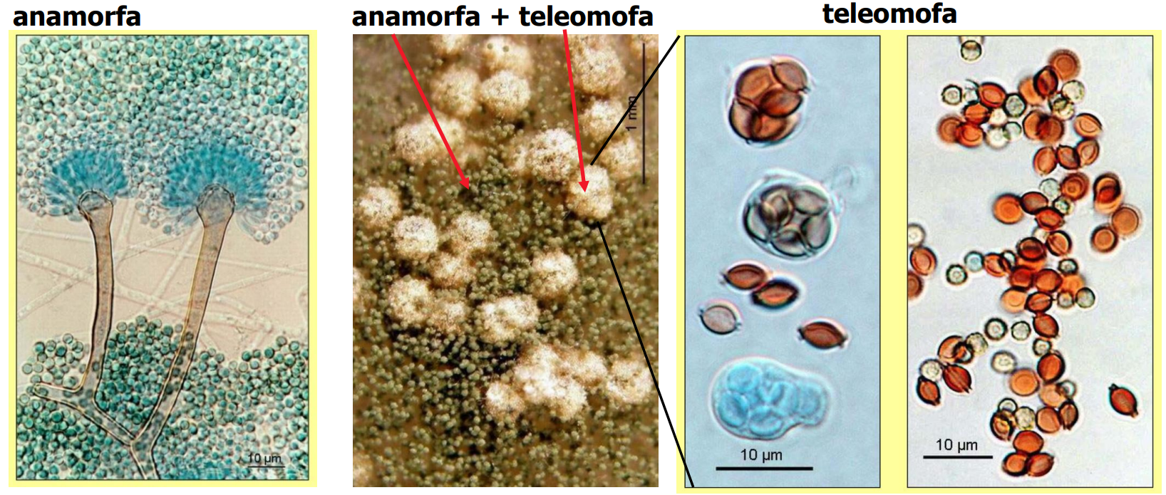 <ul><li><p>v životním cyklu se střídá:</p><ul><li><p>anamorfa = nepohlavní stádium</p></li><li><p>teleomorfa = pohlavní stádium </p></li></ul></li><li><p>tato stádia jsou morfologicky, časově a prostorově oddělená (mohou být specifická pro dané prostředí - např. dřevokazné houby vykazují odlišná stádia na dřevě a v laboratoři)</p></li><li><p>ne všechny houby mají obě stádia - vůbec je netvoří/nebyla nalezena/jsou vzácná </p></li></ul><p></p>