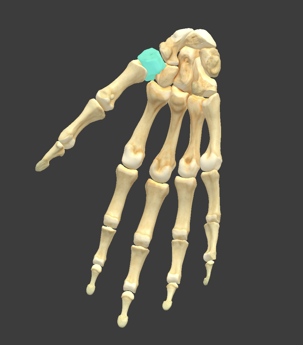 <p>What bone is highlighted?</p>