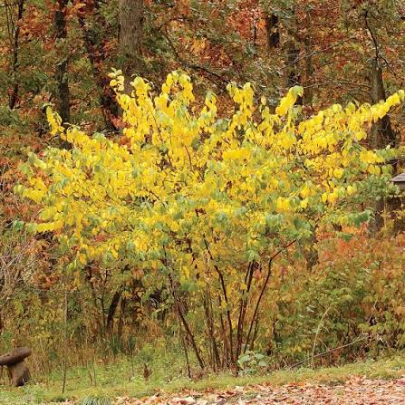 <p>A dense, multi stemmed, understory shrub, growing beneath the forest canopy and low, damp areas</p>
