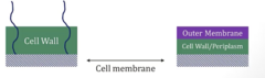<p>- (+): Cell wall and membrane; Lipoteichoic Acid (LTA)</p><p>- (-): Cell Wall/Periplasm + Outer membrane; Lipopolysaccharide (LPS)</p>