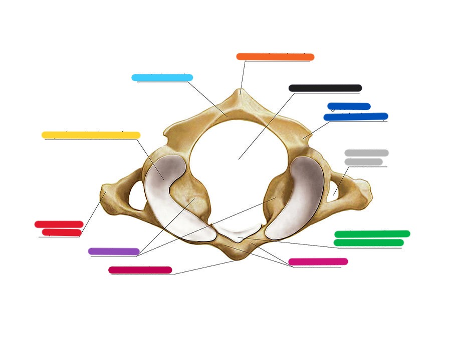 <p>Features of the Atlas</p>