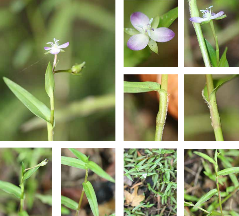 <p>Commelinaceae</p>
