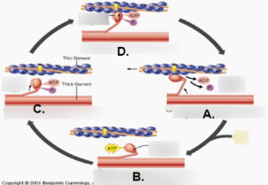 <p>what is happening in B?</p>
