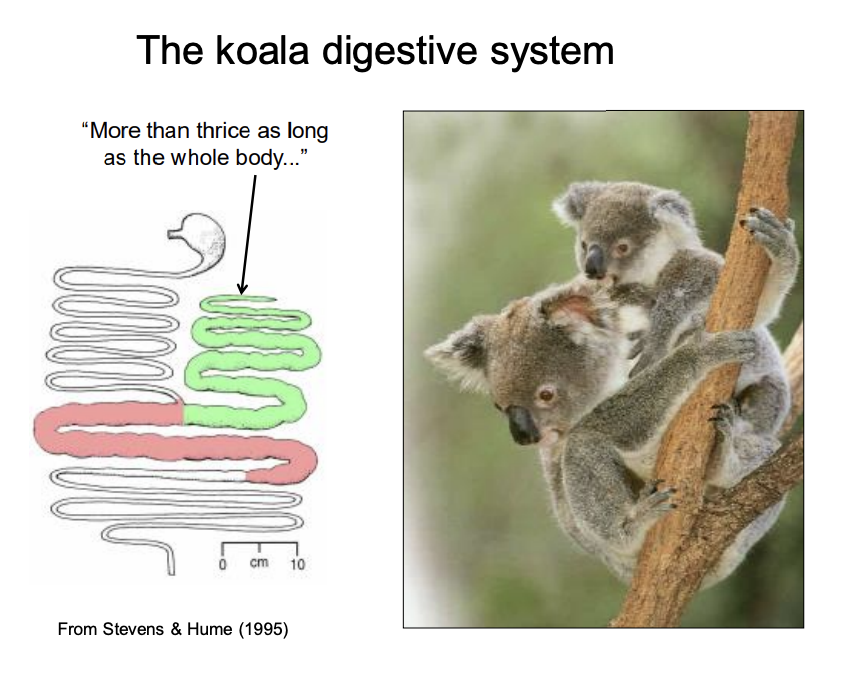 <ul><li><p>2.5 m caecum→ very long</p></li></ul><p></p>