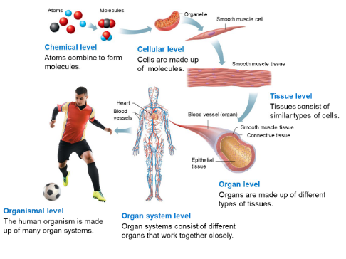 <p>Organs are made up of different types of tissues.</p>