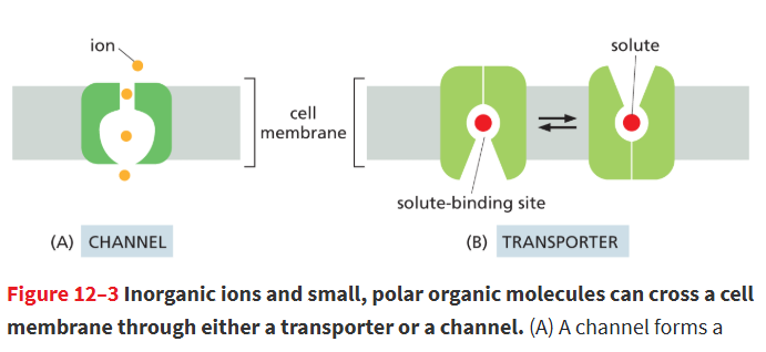 <p>are selective based on <strong>size and electric charge</strong>; only ions/molecules of the appropriate size and charge can pass through when the channel is <strong>open</strong>.</p><ul><li><p>form a <strong>pore</strong> through the bilayer and exist in <strong>open or closed states</strong>; opening is controlled by <strong>external stimuli or cellular conditions</strong>.</p></li></ul><p></p>
