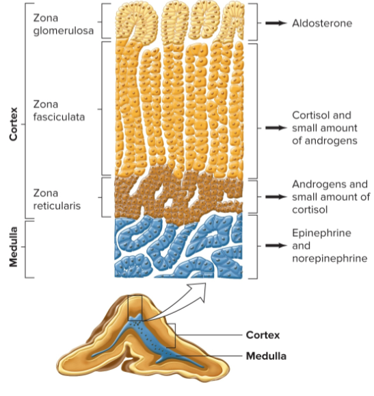 <p>aldosterone </p>