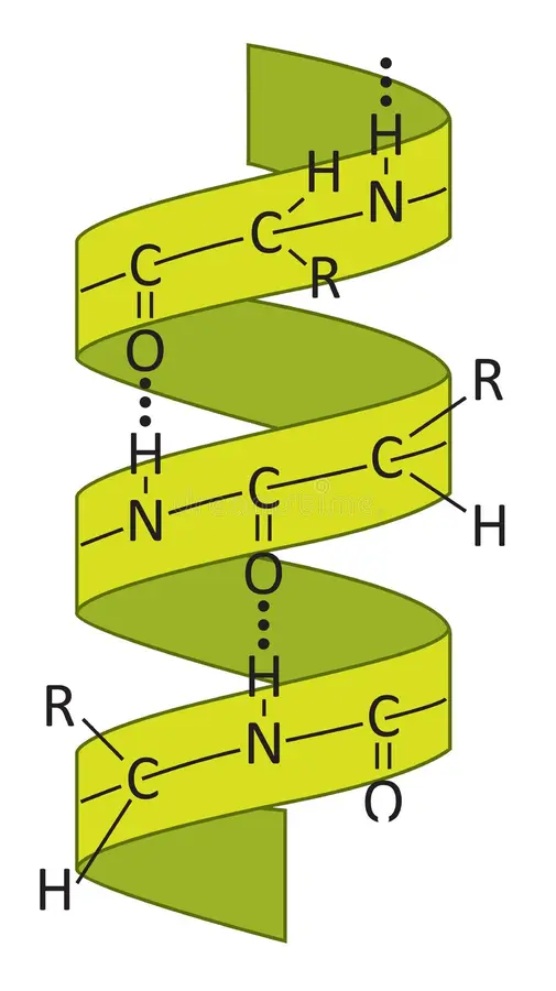 <ul><li><p>a sequence of amino acids which forms a coil-shape</p></li><li><p>are formed from the H-bonds of the amine and carbonyl group</p></li></ul><p></p>