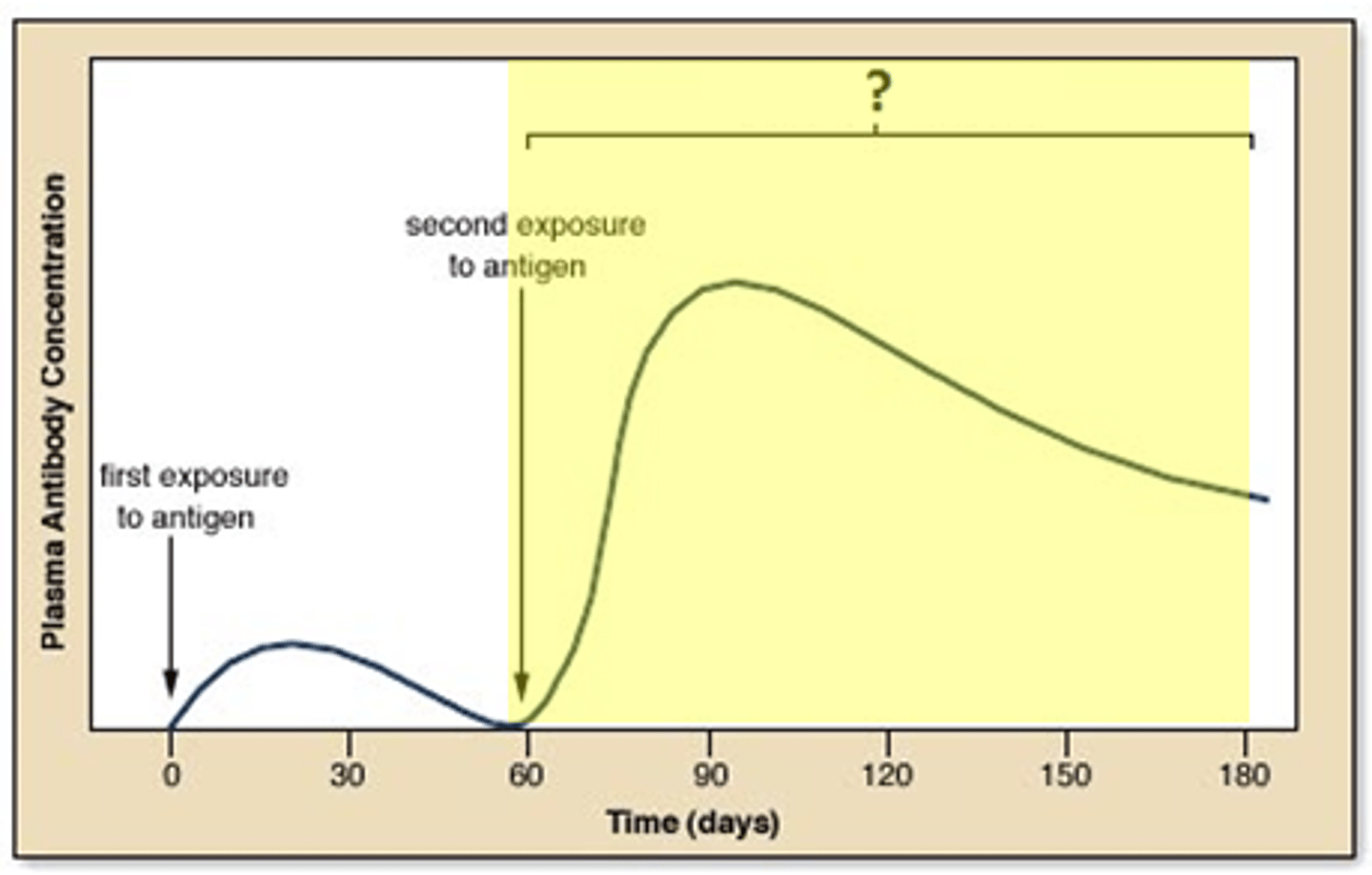 <p>The bodies response to a pathogen it has encountered before, or been vaccinated against</p><p>- T and B memory cells quickly identify the antigens and produce antibodies, eliminating the infection often before you even develop symptoms</p>