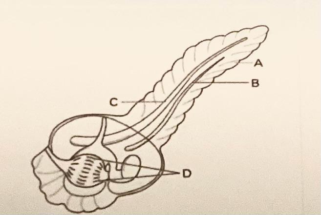 <p>What is labelled B in the illustration of the sea squirt?</p>