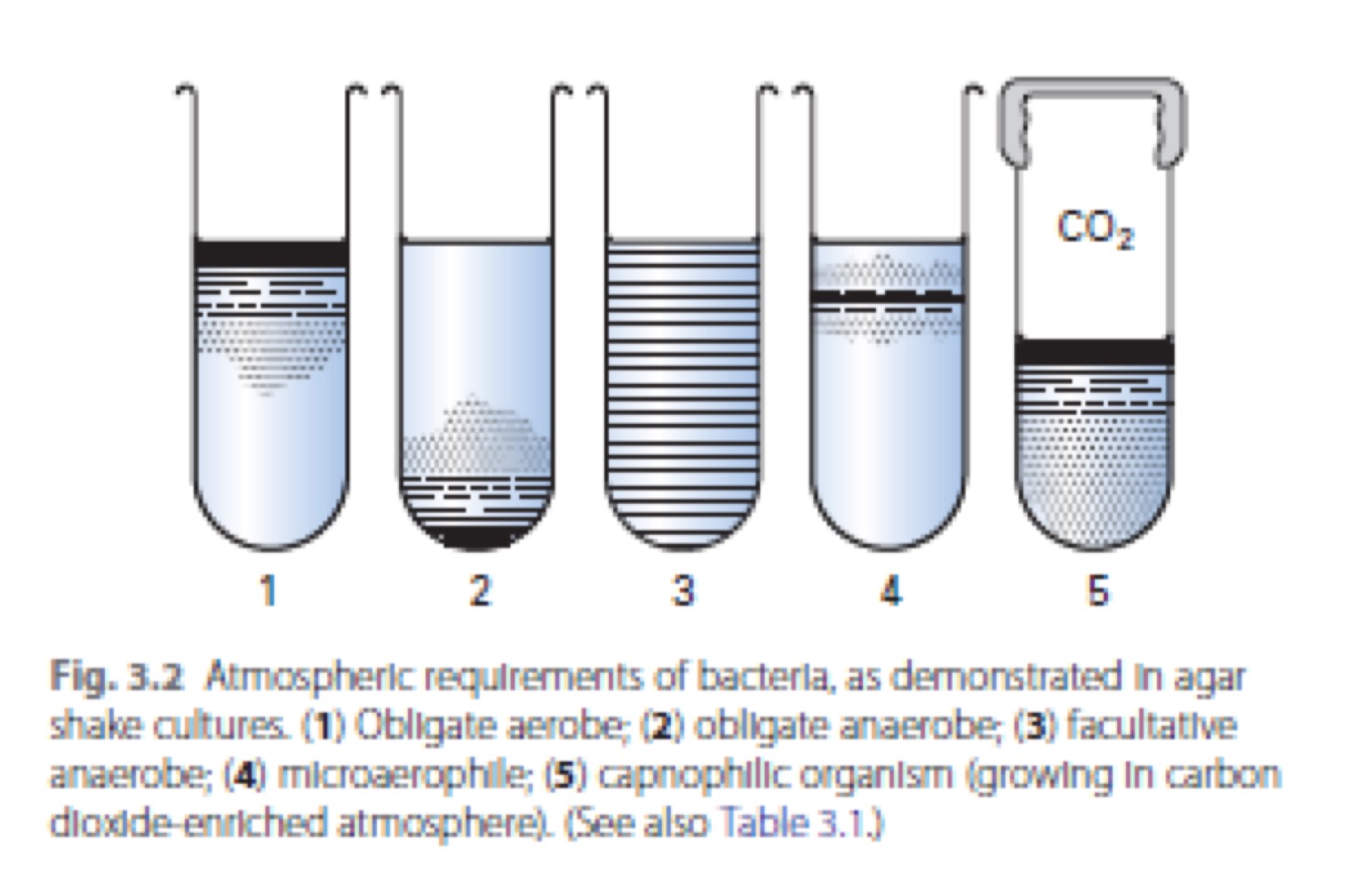 <p>Organisms, often facultative anaerobes, that grow well in the presence of $$8-10\%$$ carbon dioxide.</p>