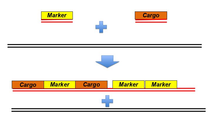 <p>-insert multiple copies of a gene encoding GPF-fusion protein under control of a tissue specific promoter</p><p>-microinjection of DNA into worms, rearrangement of DNA to form heritable, extrachromosomal concatamers (<span>a long continuous DNA molecule that contains multiple copies of the same DNA sequence linked in series)</span></p>