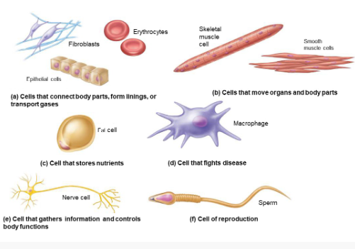 <p>The cell.</p>