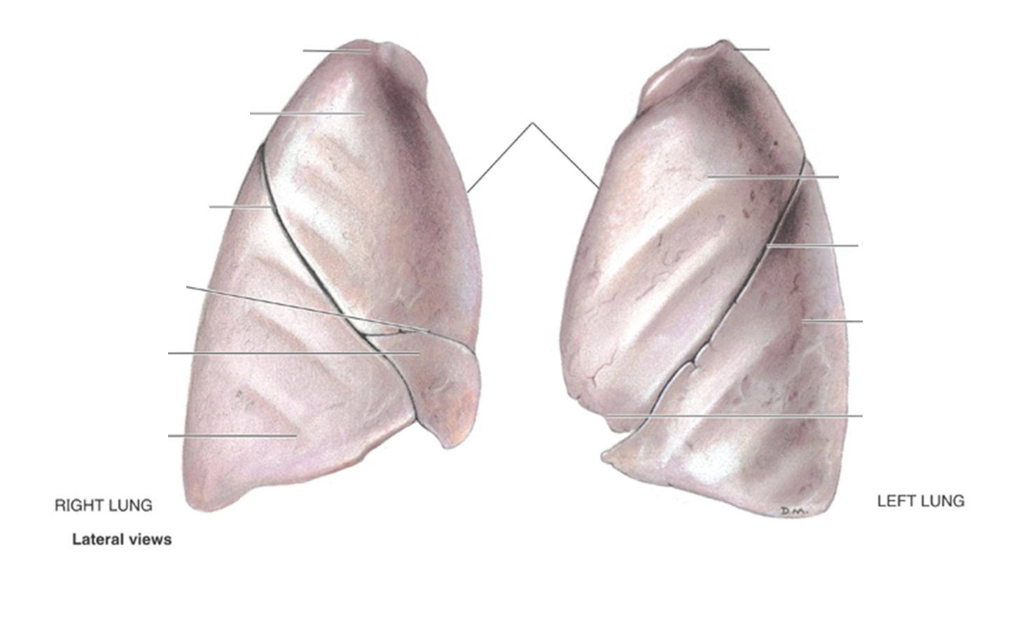 <p><span>Lungs</span></p>