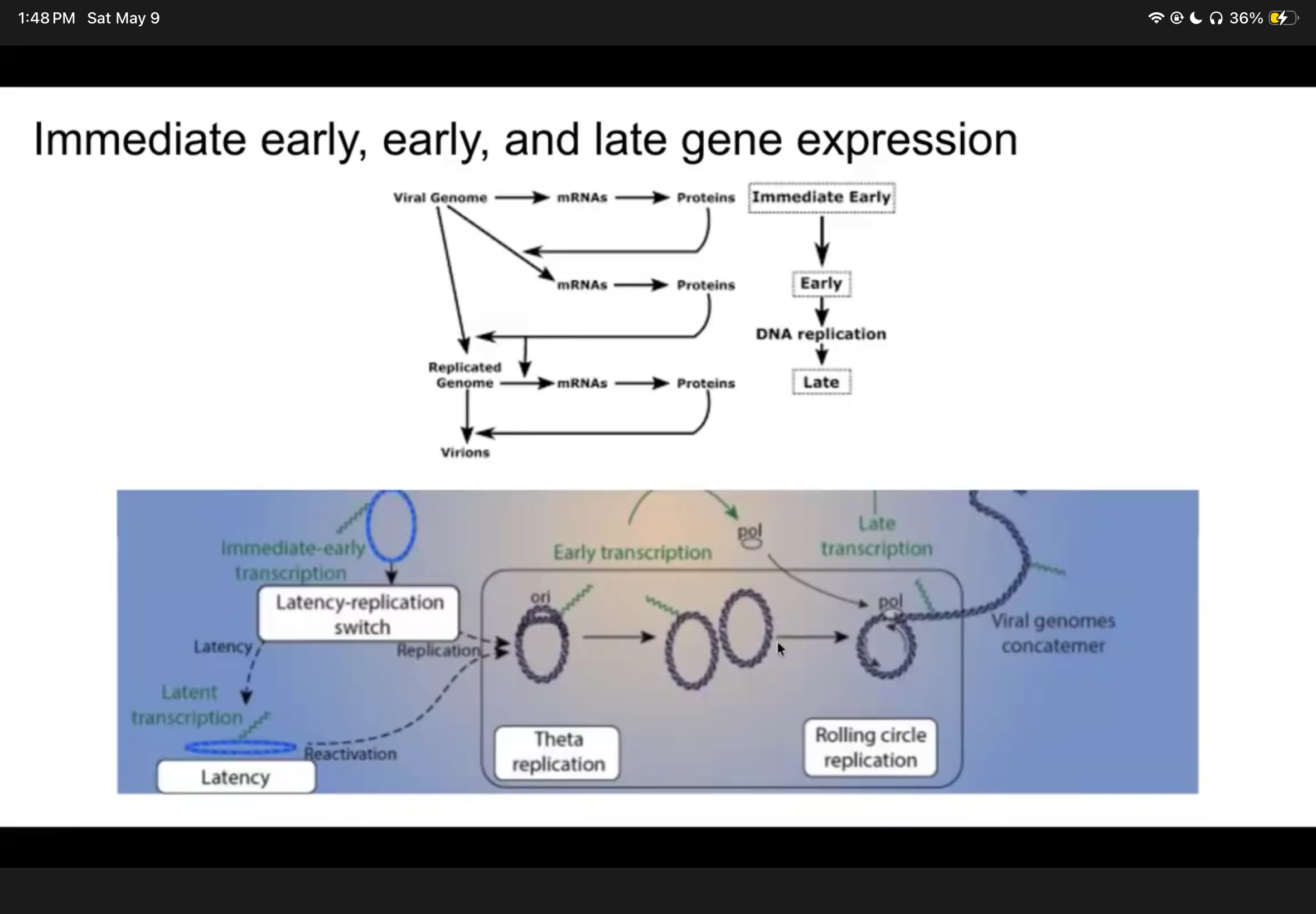 <p>What is immediate early, early, and late gene expression doing in HV?</p>