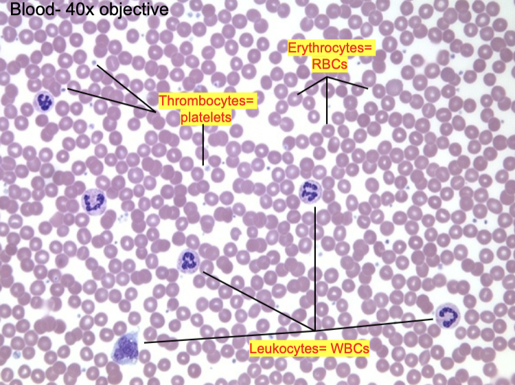 <p>what is the non-living <strong>fluid extracellular matrix</strong> of blood cells?</p>