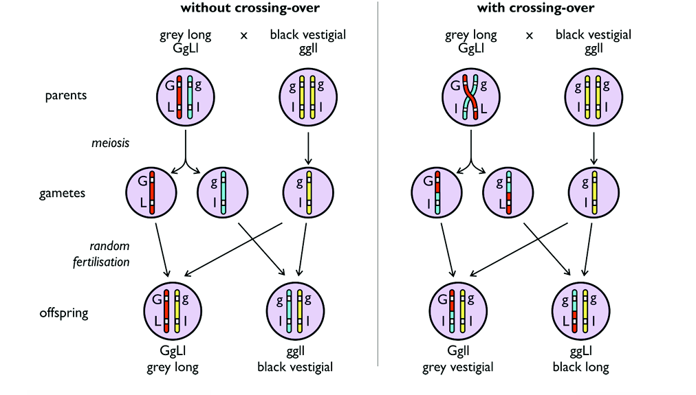 <p>The linkage can be broken due to crossing-over during meiosis, so the alleles can mix up and this genetic recombination can cause a different phenotype and genotype to be able to occur in the offspring. </p>