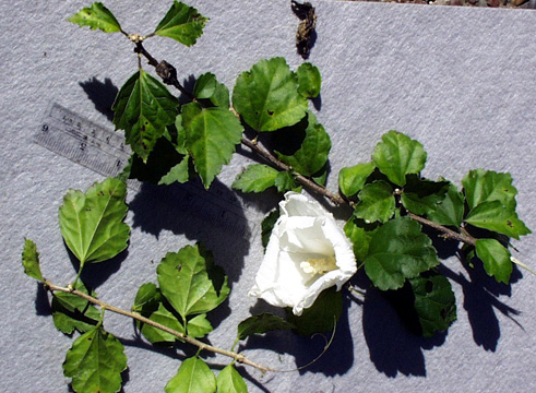 <p>scientific name</p>