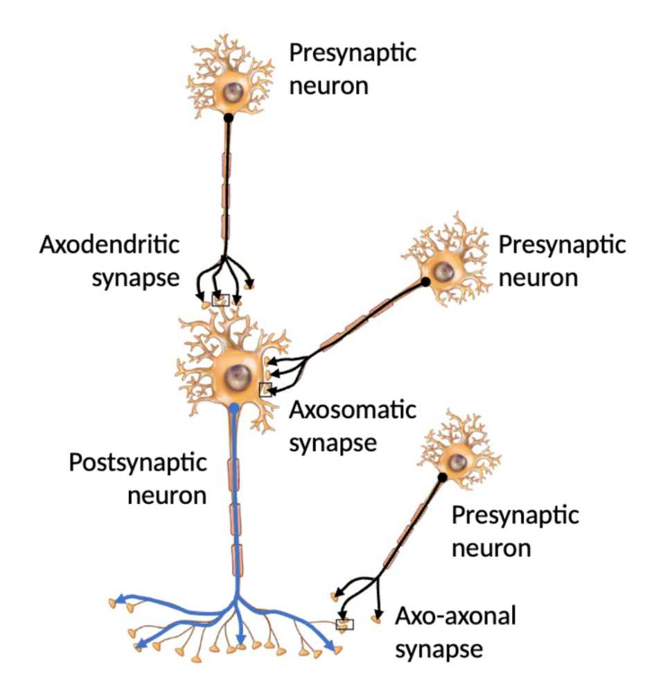 <p>Region where neuron-neuron or neuron-effector cell (muscle/gland) communication occurs.</p>