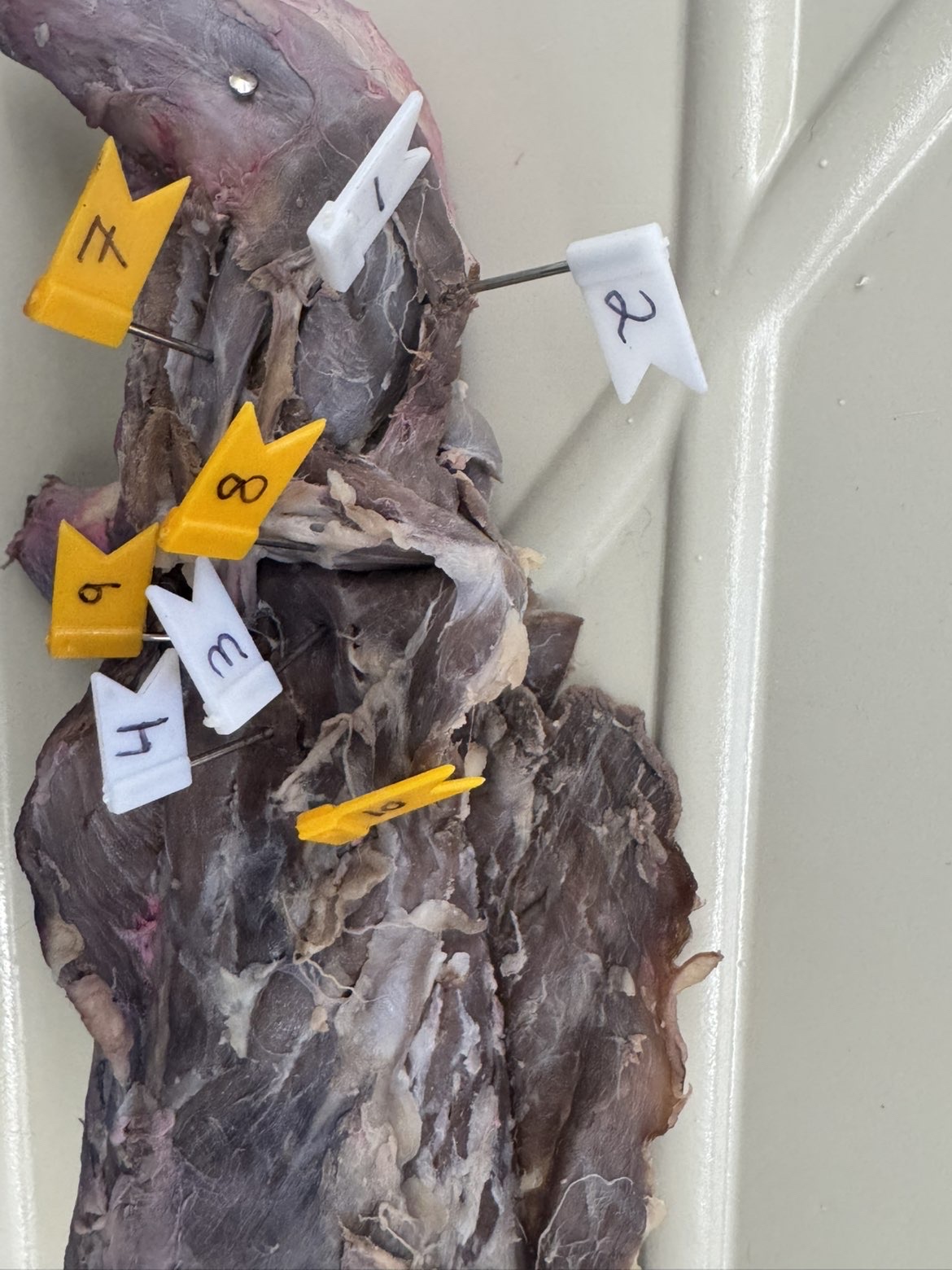 <p>Numbers:</p><p>1</p><p>2</p><p>3</p><p>4</p><p>7</p><p>8</p><p>9</p><p>10</p>