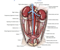 <p>FALSE- in the dog it is hard to palpate the right kidney because it is more cranial. The left is less firmly attached to the sublumbar area than the right</p>