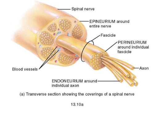 <p>Individual axons are wrapped by <strong>endoneurium</strong>, bundles of axons form <strong>fascicles</strong> wrapped by <strong>perineurium</strong>, and multiple fascicles are wrapped together by <strong>epineurium</strong>.</p>