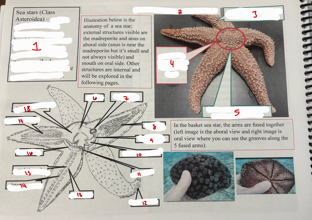 <p>Class Asteroidea</p>