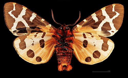 <p>rad:</p><p>druh:</p>