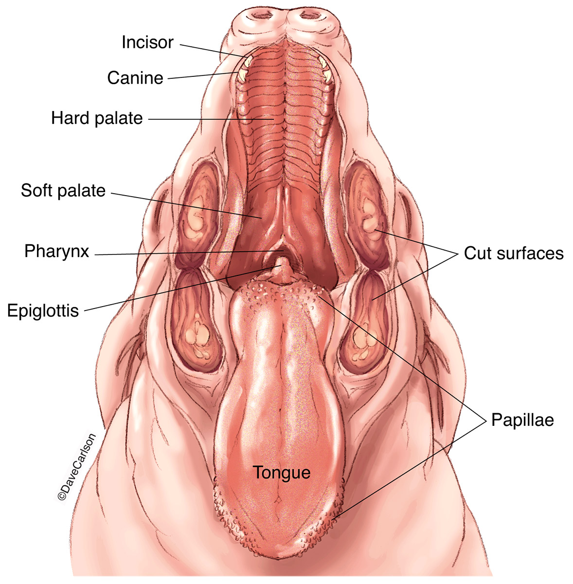 <p><span style="background-color: transparent;">Muscular organ that helps manipulate food, assists swallowing, and contains taste receptors</span></p>