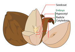 <p>seed coat</p>