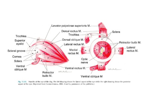 <p>Describe the muscles of the eye</p>