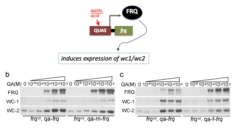 <p><span>to stimulate wc1/wc2 expression</span></p><ul><li><p><span>The impaired FRQ functions despite higher FRQ levels in codon-optimized strains suggest that FRQ’s structural conformation is altered.</span></p></li></ul><p></p>