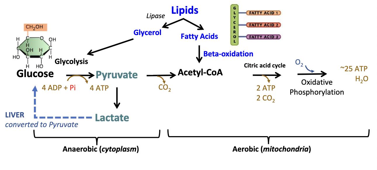 <p>Starts with lipid digestion into glycerol and free fatty acids (FFA)</p><ul><li><p>Lipids break down into glycerol (to glycolysis anaerobic in the cytoplasm) and fatty acids (beta-oxidation aerobic in the mitochondria)</p></li></ul><p></p>