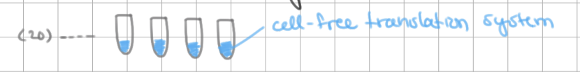 <p>Genetic Code Experiment Details</p><ol><li><p>Put <u>cell-free translation system</u> into 20 tubes</p></li></ol><p></p>