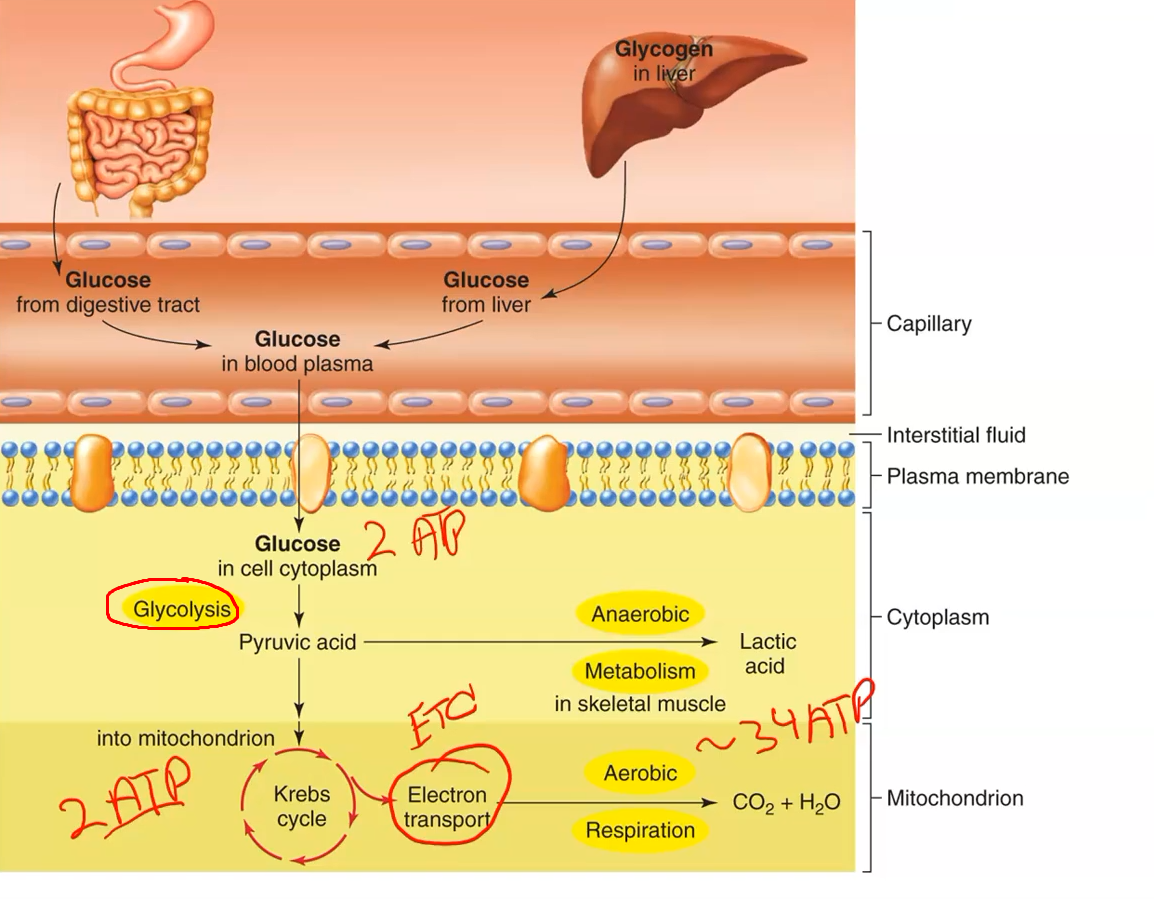 <p>Electron transport chain</p>