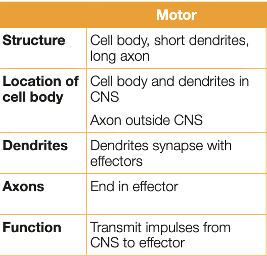 <ul><li><p>transmit messages from CNS to effectors (typically muscles or glands)</p></li><li><p>usually have short dendrites and one long axon </p></li></ul><p></p>