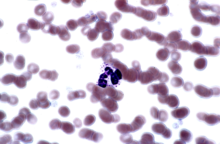 <p>Have visible primary granules</p>