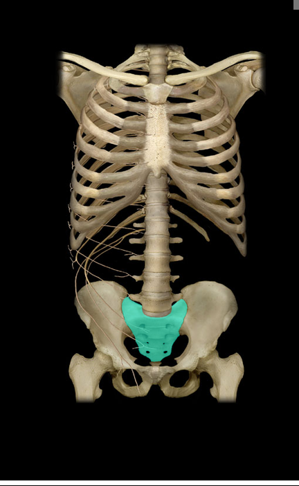 <p>Sacrum</p>