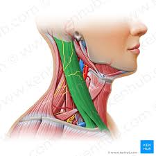 <ul><li><p>This muscle runs from the mastoid process all the way to the sternum and clavicle</p></li><li><p>This muscle individually rotates head to opposite side, but bilaterally it causes flexion</p></li></ul><p></p>